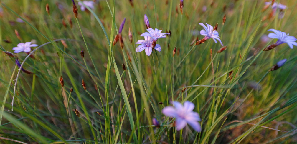 Réserve de l'Ayrette
